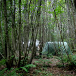 woodland camping